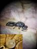 Tetrastichinae inconnu